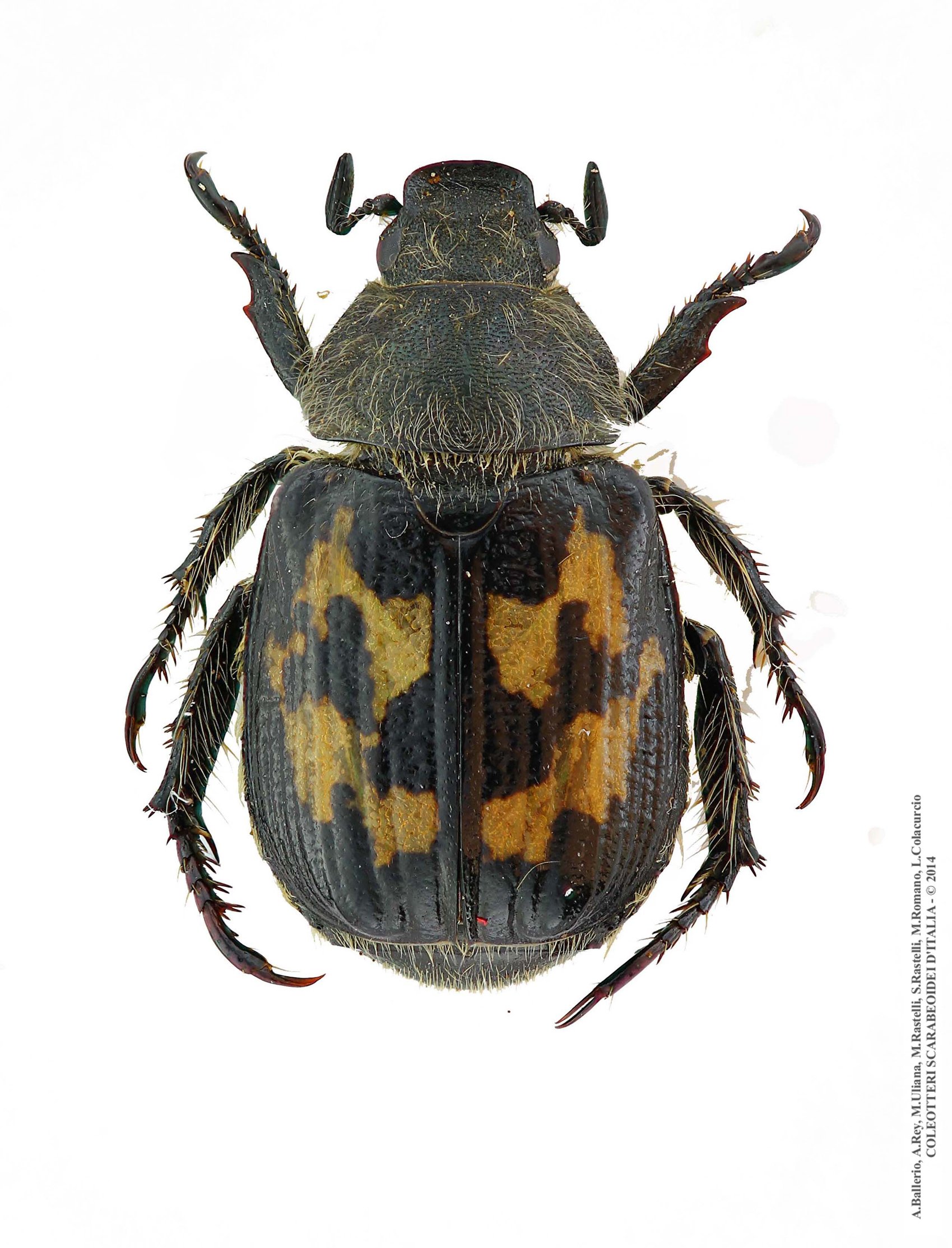 Exomala succincta